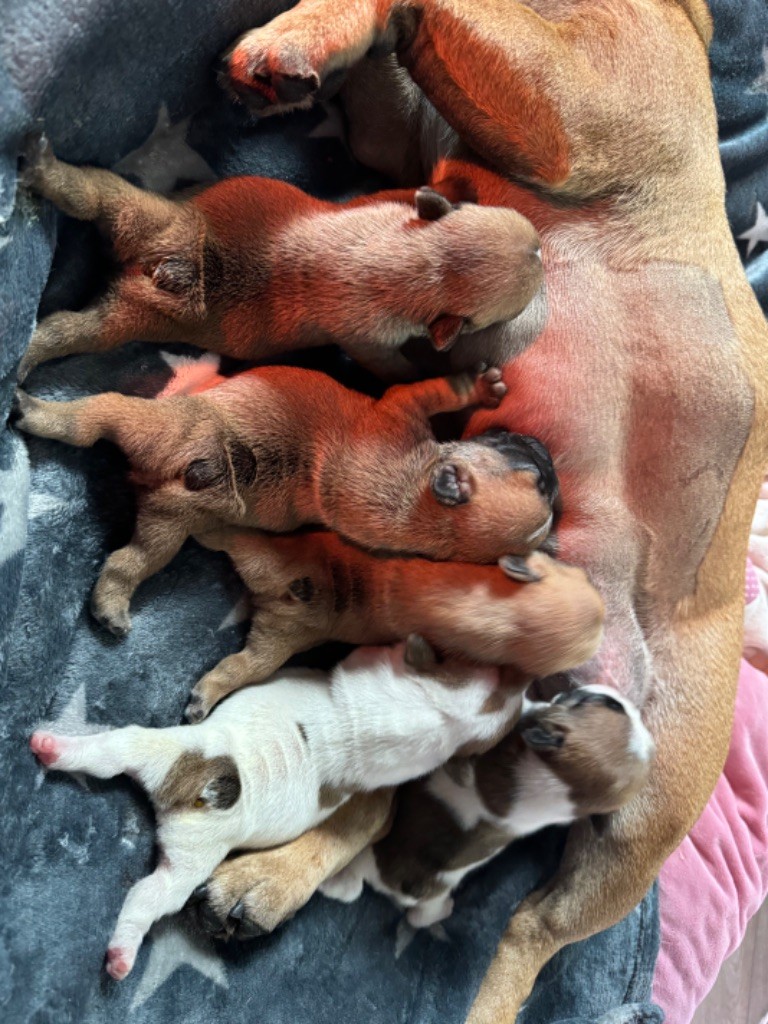 chiot Bouledogue français Domaine Des Boubous Des Terres Normandes