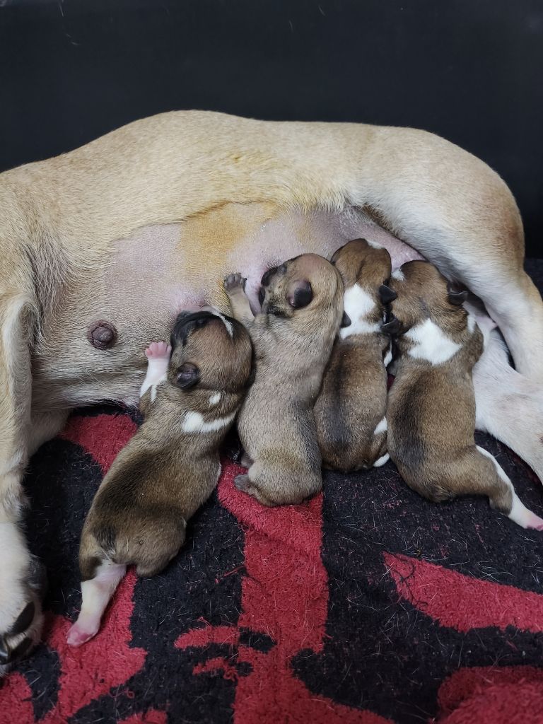 chiot Bouledogue français Domaine Des Boubous Des Terres Normandes