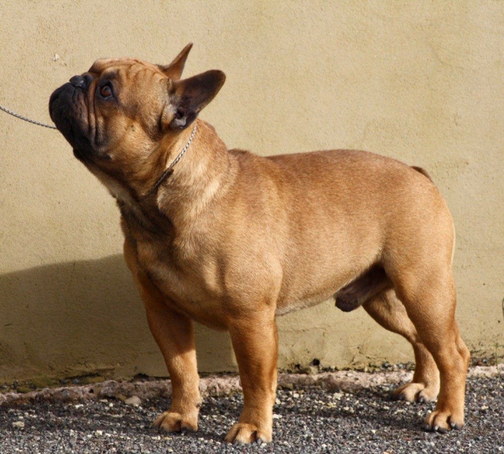 ananda teros Walter