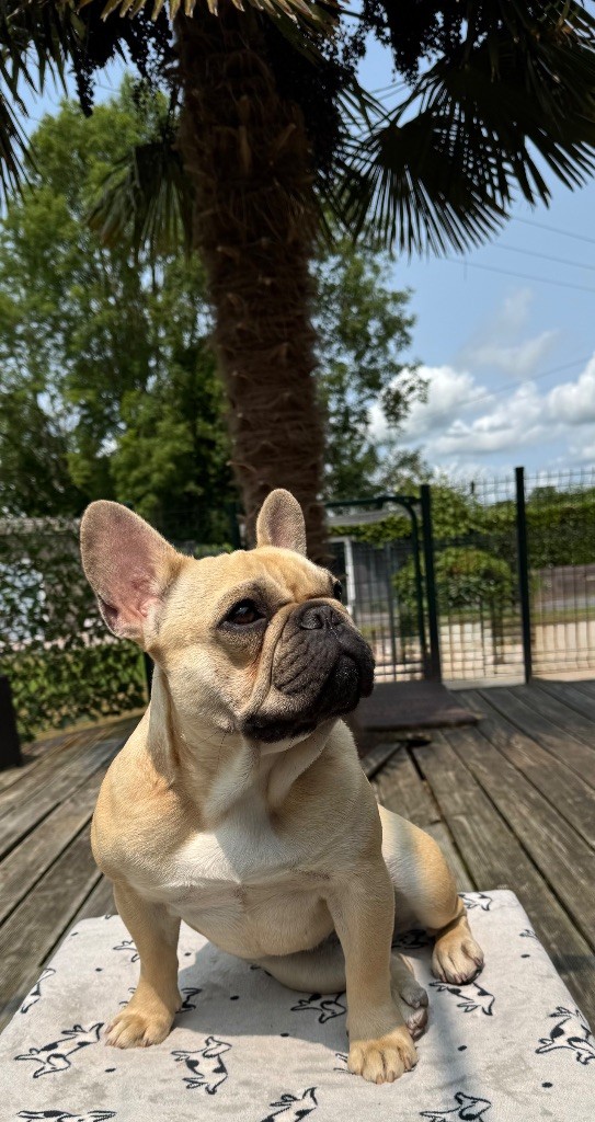 Hero's Heart Vivredamouretdepaillettes