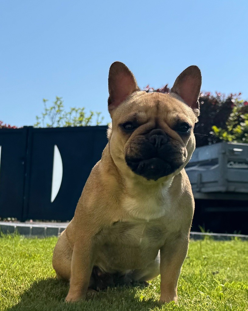 Vegas Domaine Des Boubous Des Terres Normandes