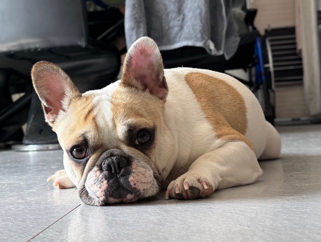 Utopya Domaine Des Boubous Des Terres Normandes