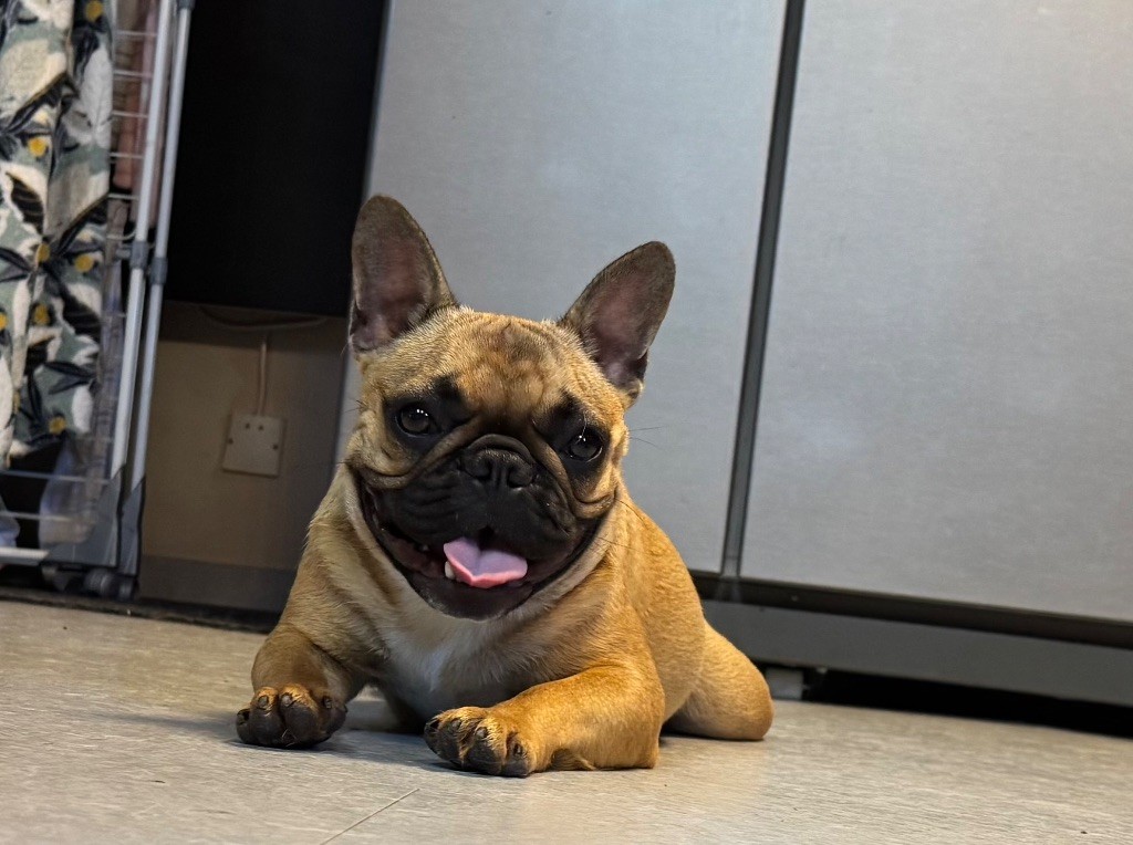 Vaiana Domaine Des Boubous Des Terres Normandes