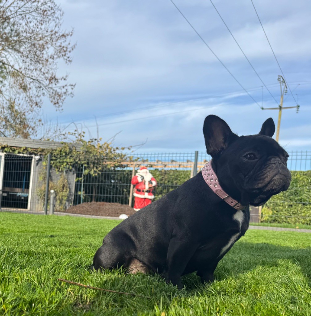 Athena des perles d'Aphrodite