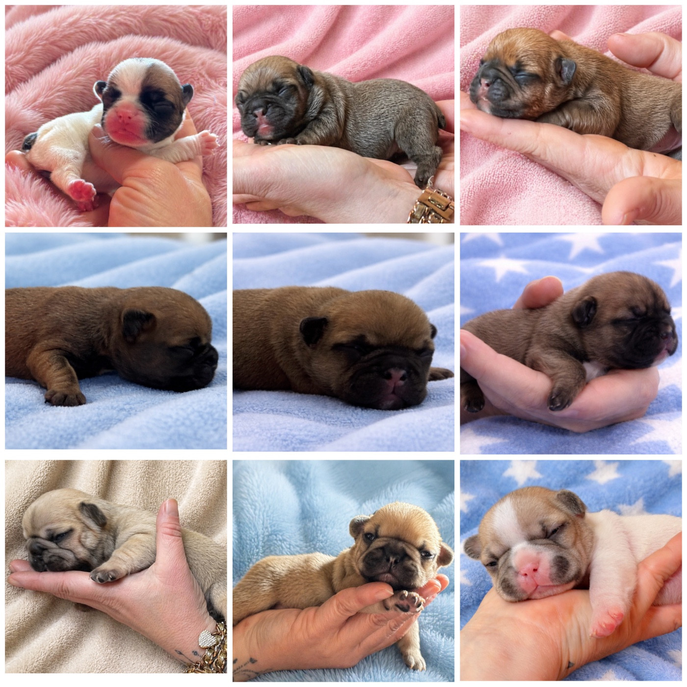 Naissance de nos bébés bouledogues