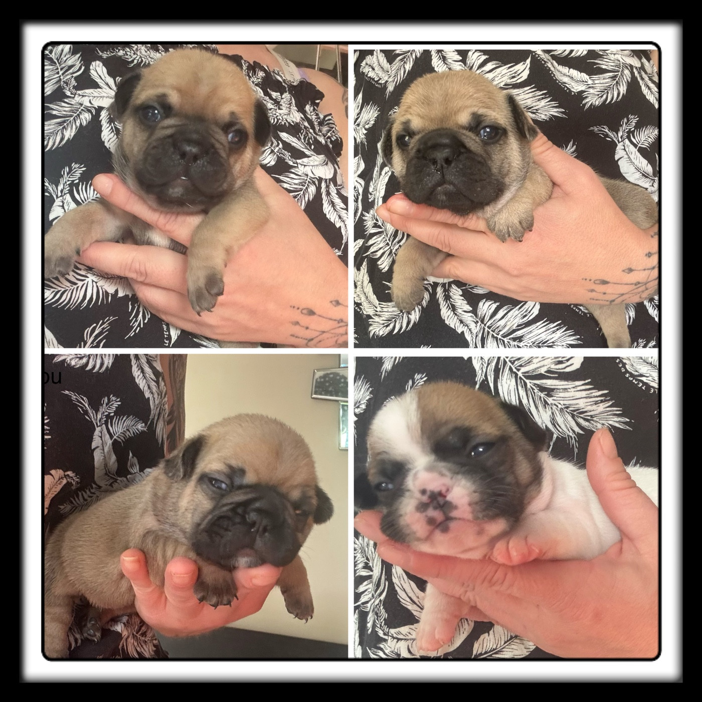 Naissance de nos bébés bouledogues