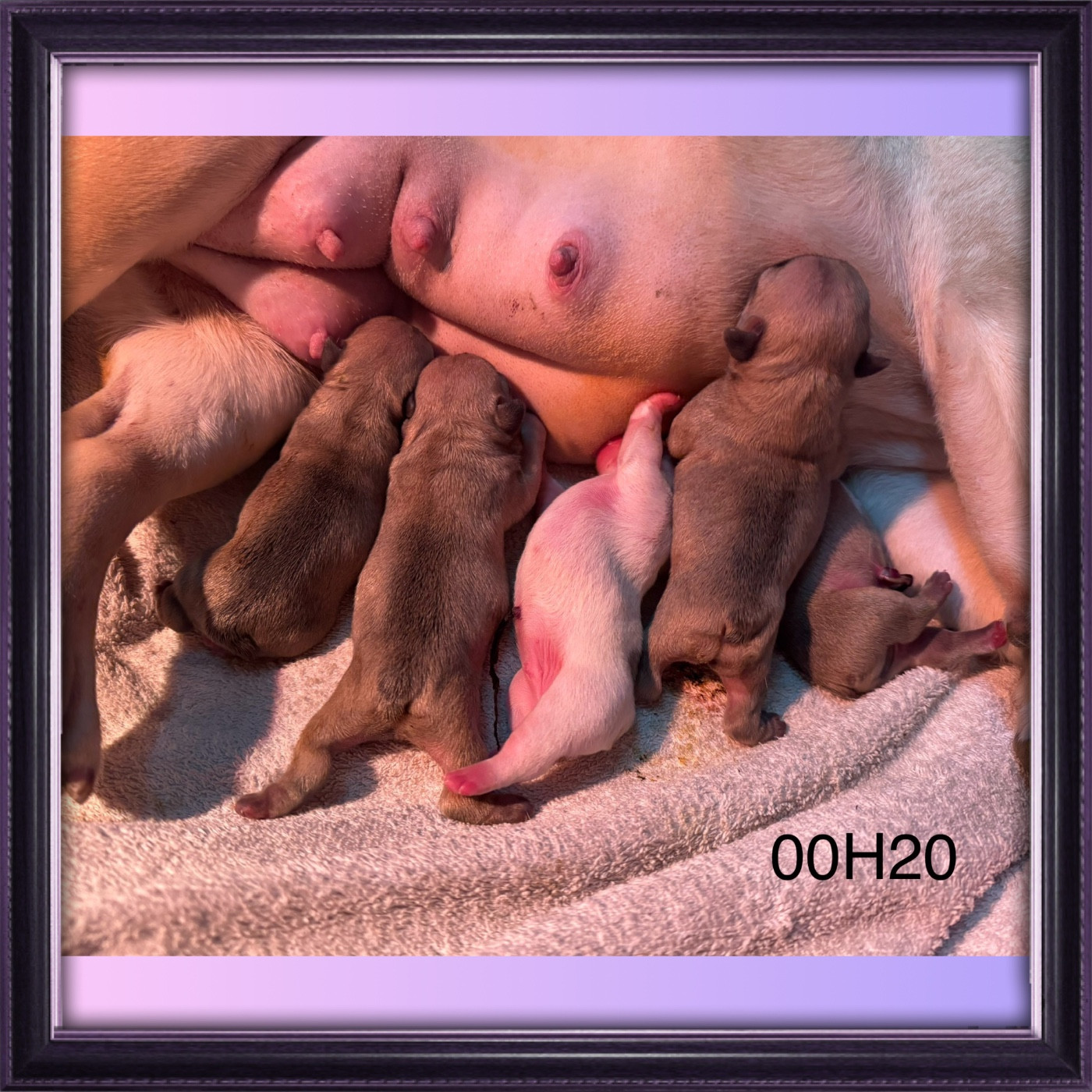 Chiot Bouledogue français Domaine Des Boubous Des Terres Normandes