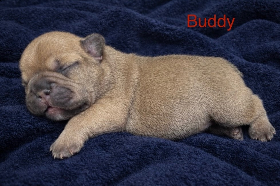 Domaine Des Boubous Des Terres Normandes - Chiots disponibles - Bouledogue français