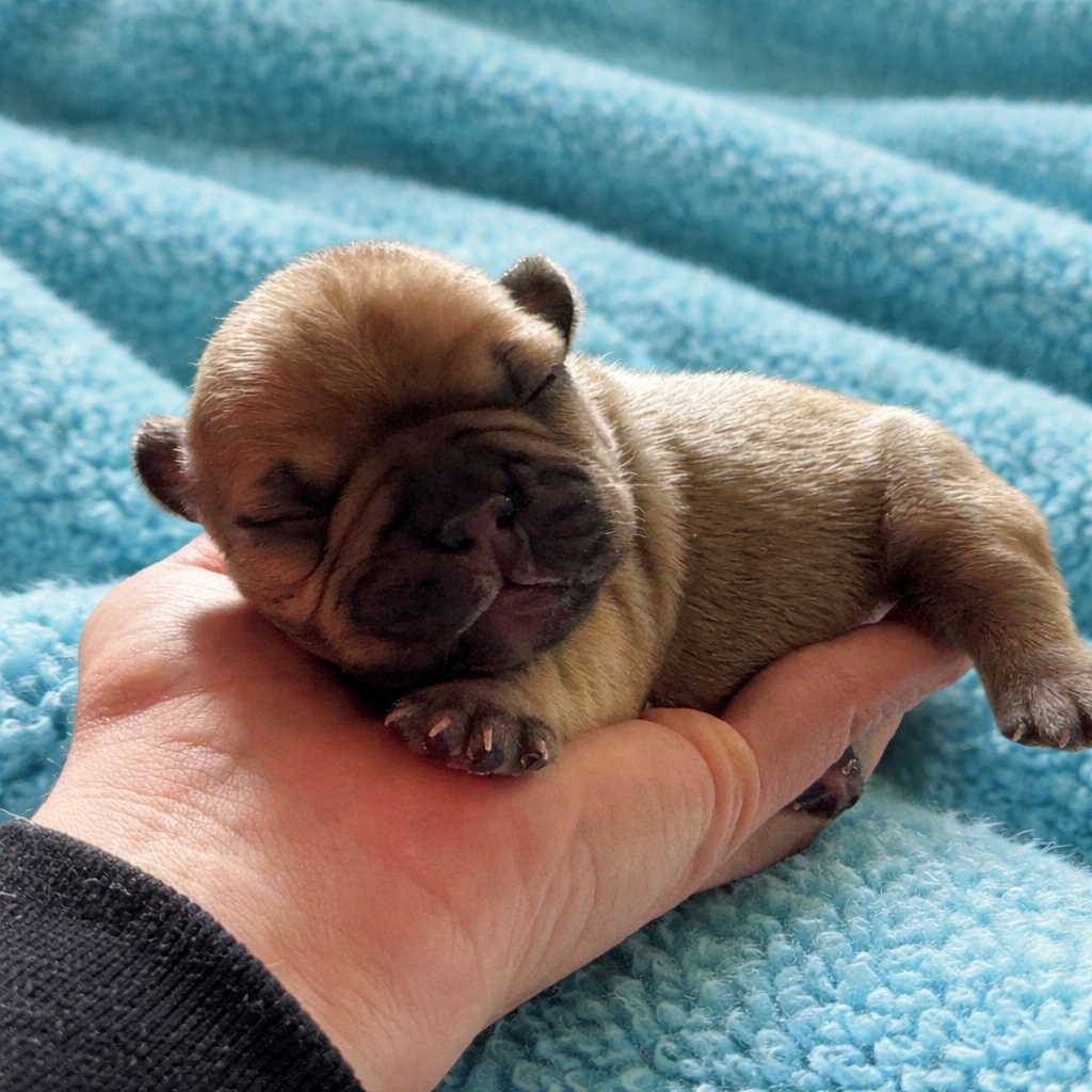 Domaine Des Boubous Des Terres Normandes - Chiots disponibles - Bouledogue français