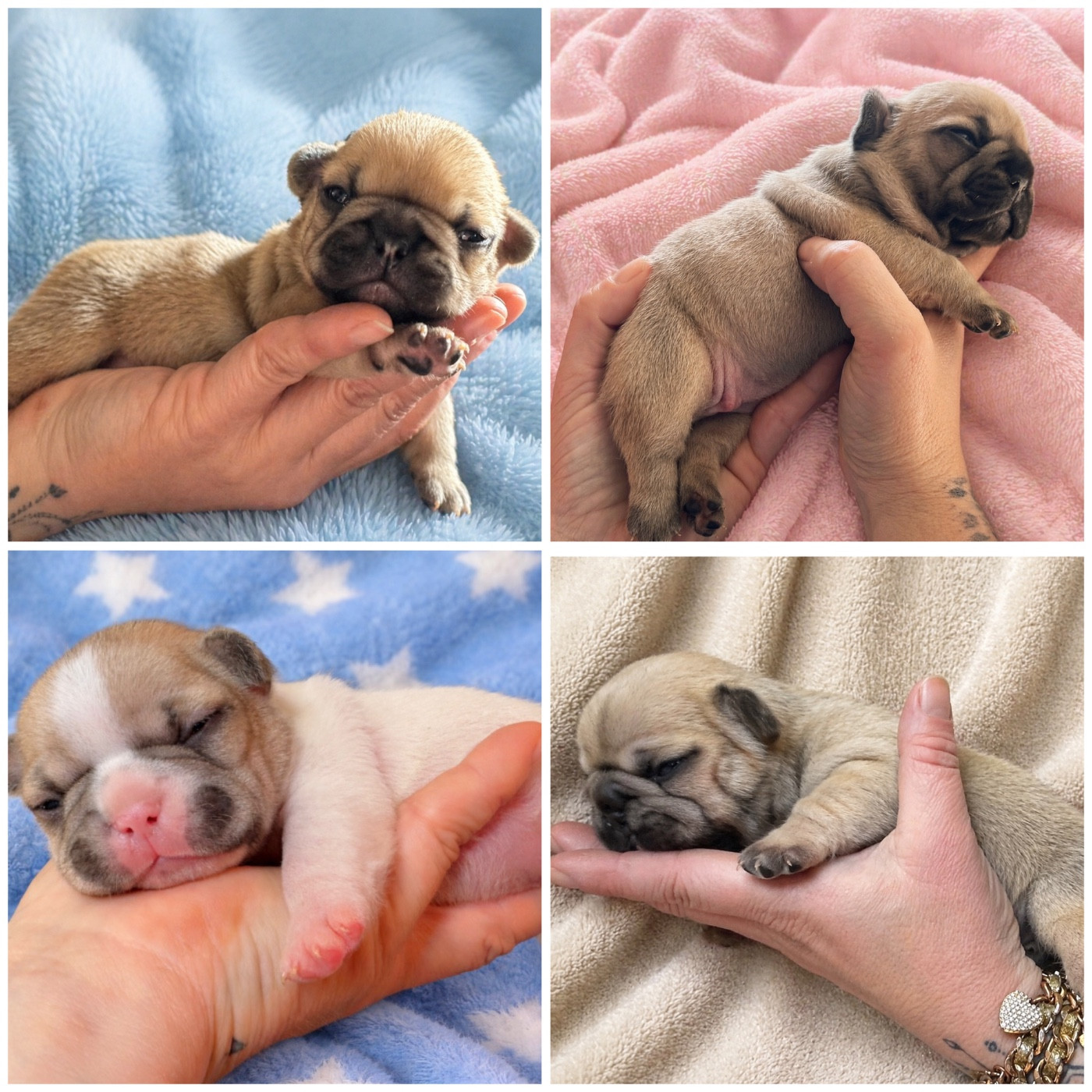 Chiot Bouledogue français Domaine Des Boubous Des Terres Normandes