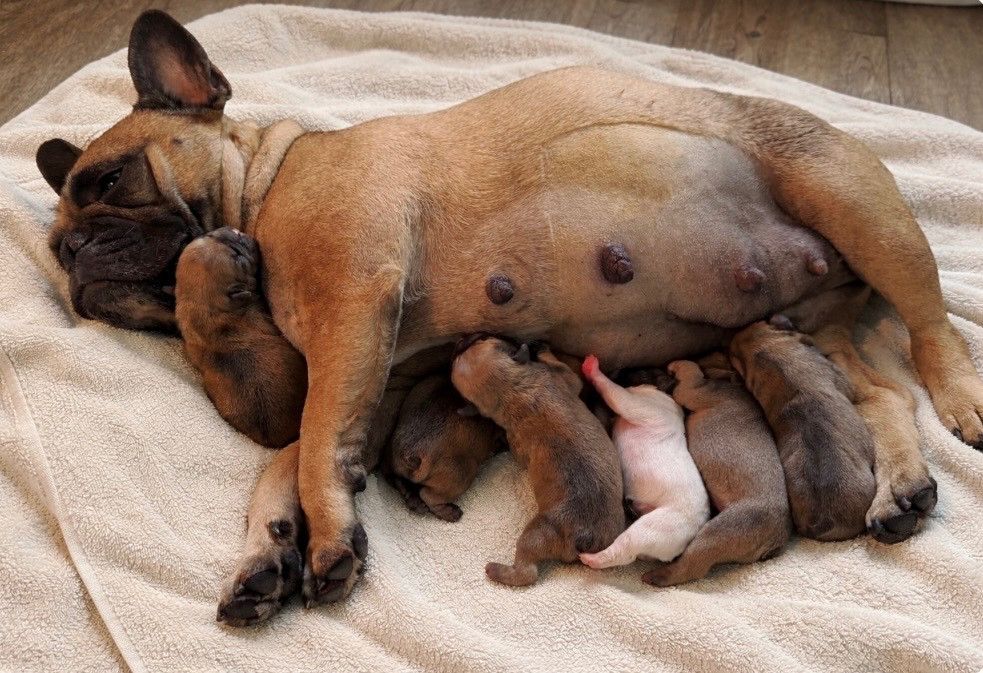 Chiot Bouledogue français Domaine Des Boubous Des Terres Normandes