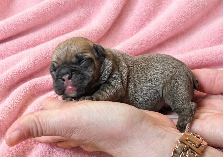 Domaine Des Boubous Des Terres Normandes - Chiots disponibles - Bouledogue français
