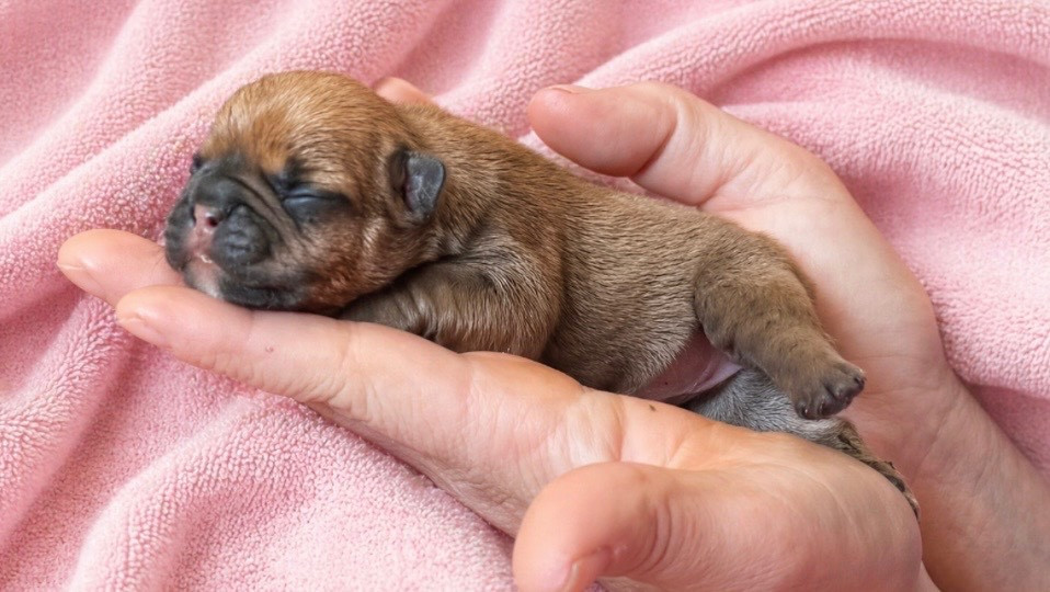 Domaine Des Boubous Des Terres Normandes - Chiots disponibles - Bouledogue français