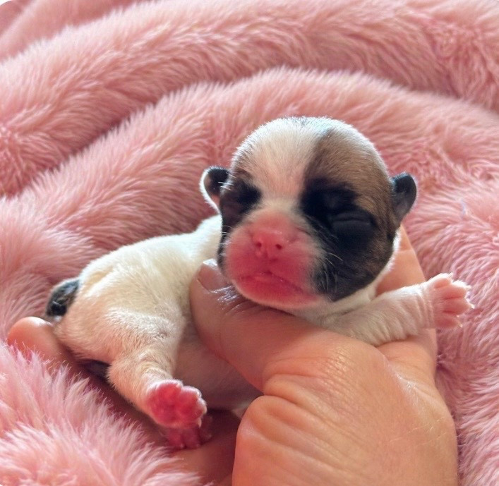 Domaine Des Boubous Des Terres Normandes - Chiots disponibles - Bouledogue français