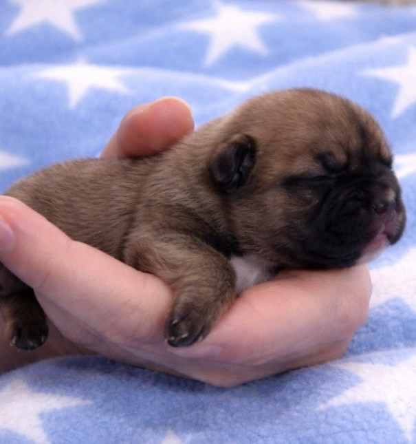 Domaine Des Boubous Des Terres Normandes - Chiots disponibles - Bouledogue français