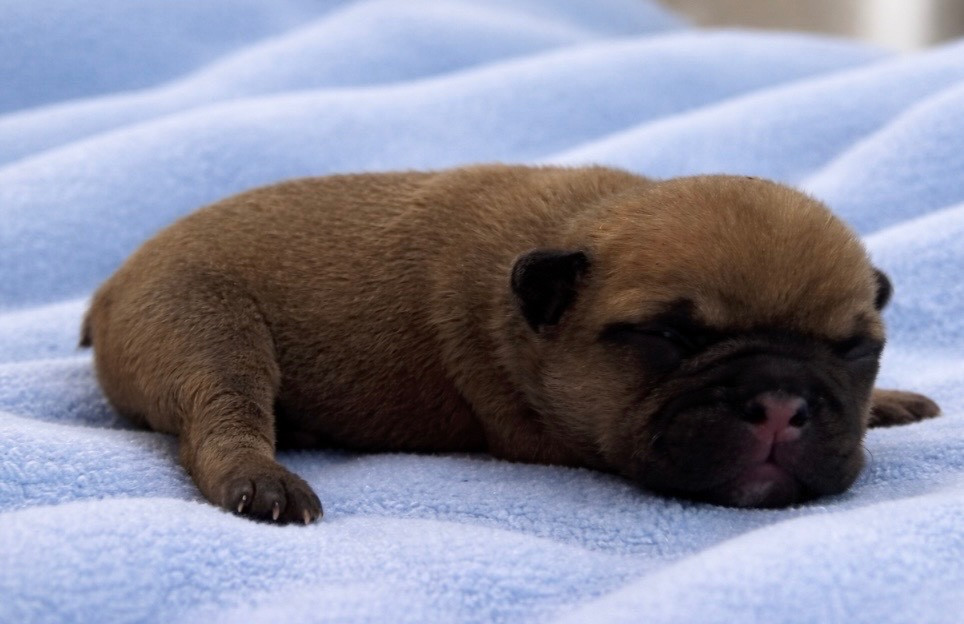 Domaine Des Boubous Des Terres Normandes - Chiots disponibles - Bouledogue français