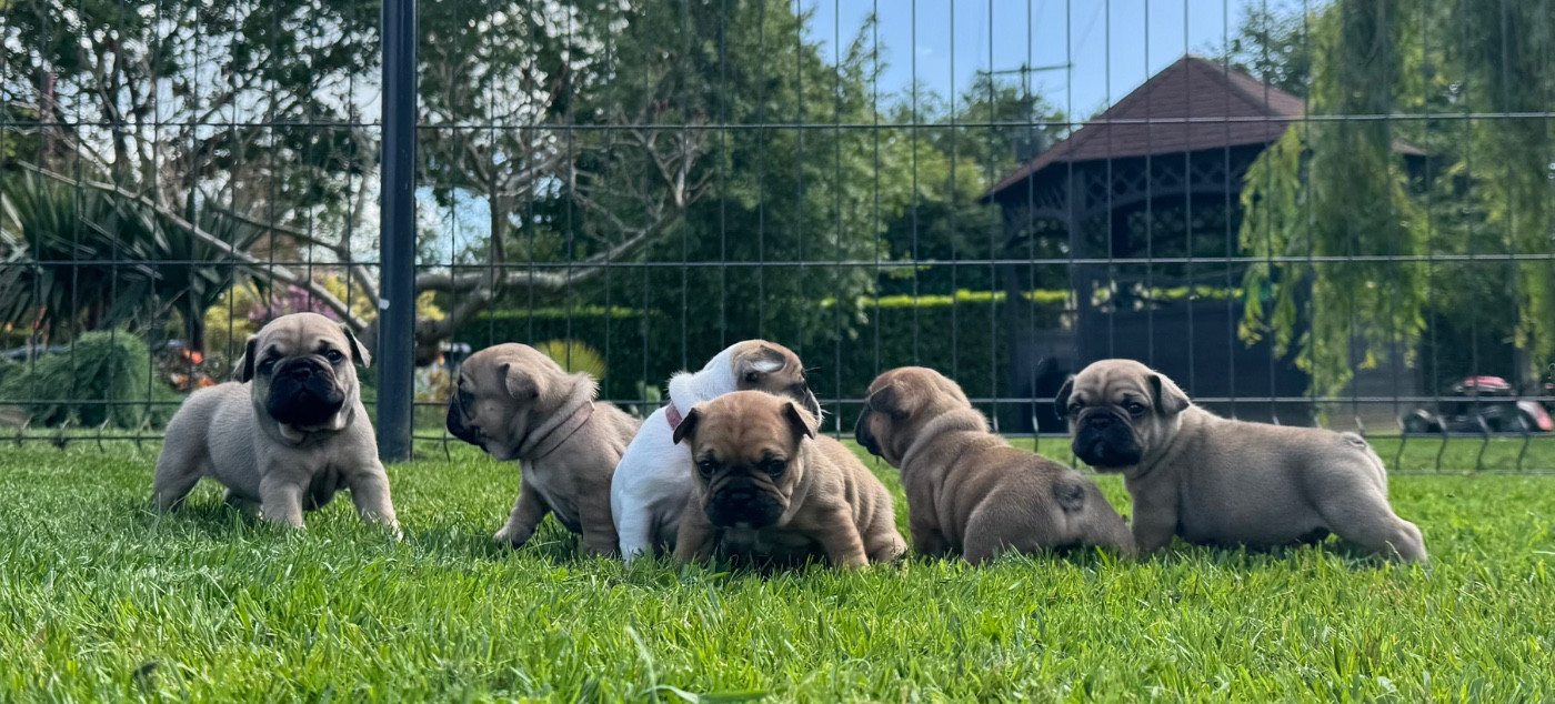 Domaine Des Boubous Des Terres Normandes - Bouledogue français - Portée née le 22/04/2026