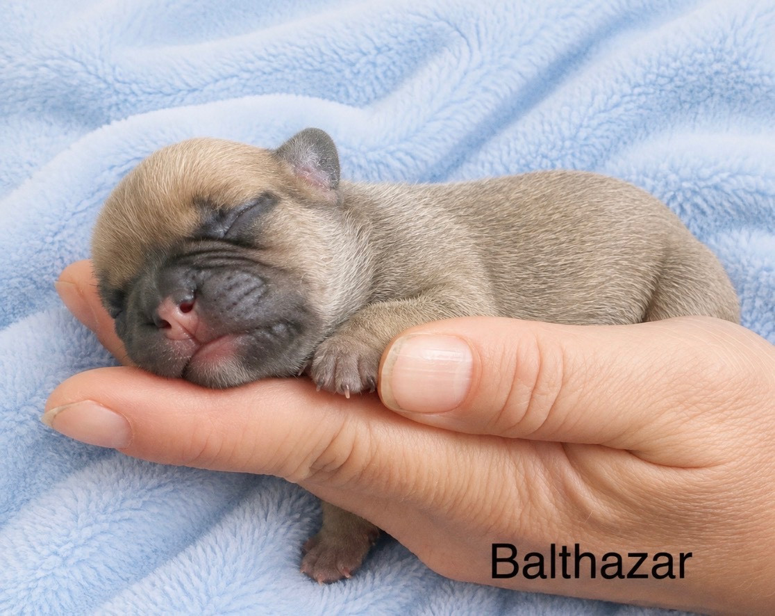 Domaine Des Boubous Des Terres Normandes - Chiots disponibles - Bouledogue français