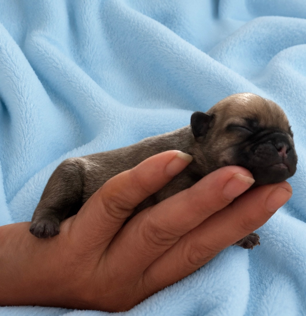 Domaine Des Boubous Des Terres Normandes - Chiots disponibles - Bouledogue français