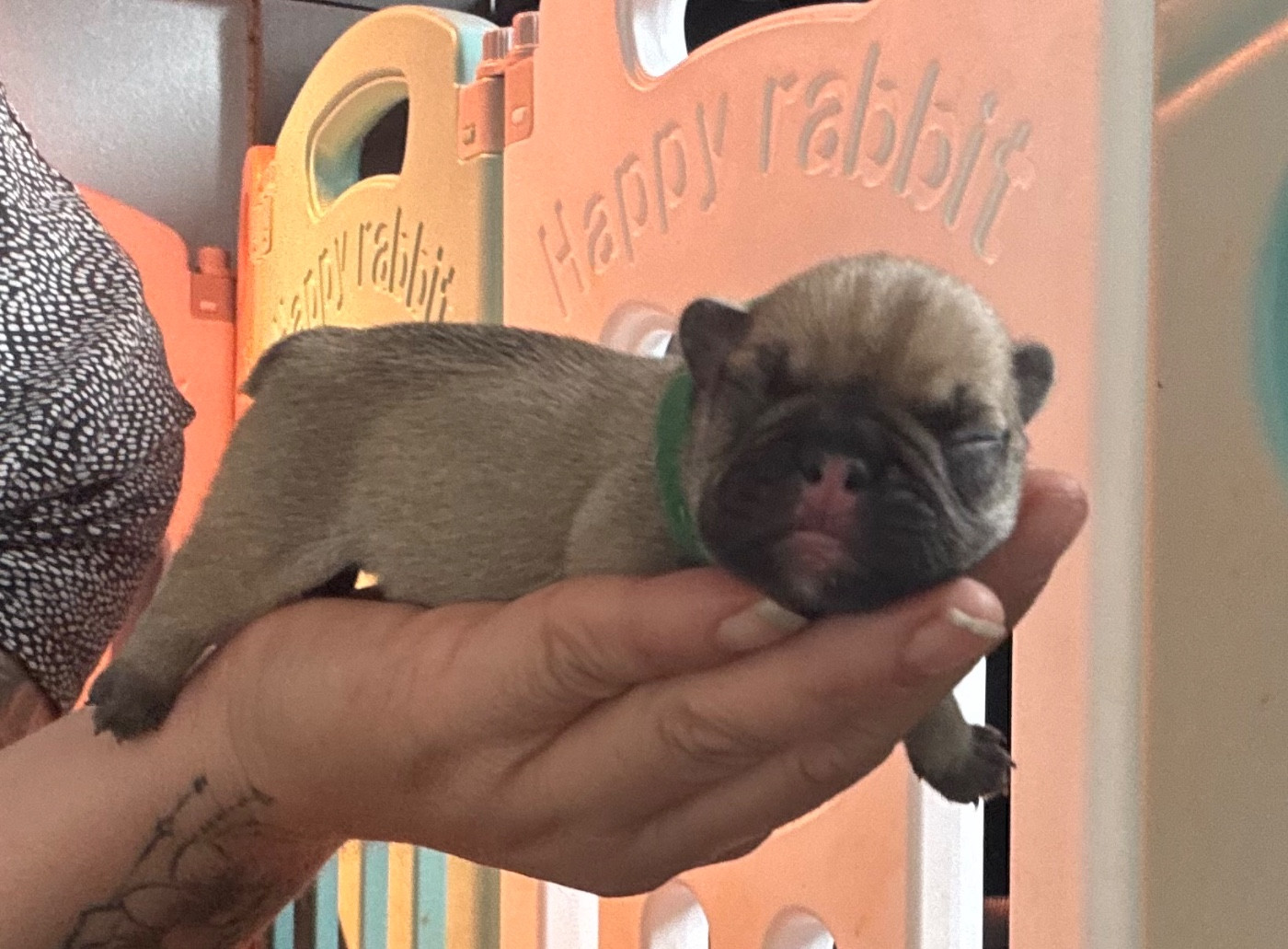 Domaine Des Boubous Des Terres Normandes - Chiots disponibles - Bouledogue français