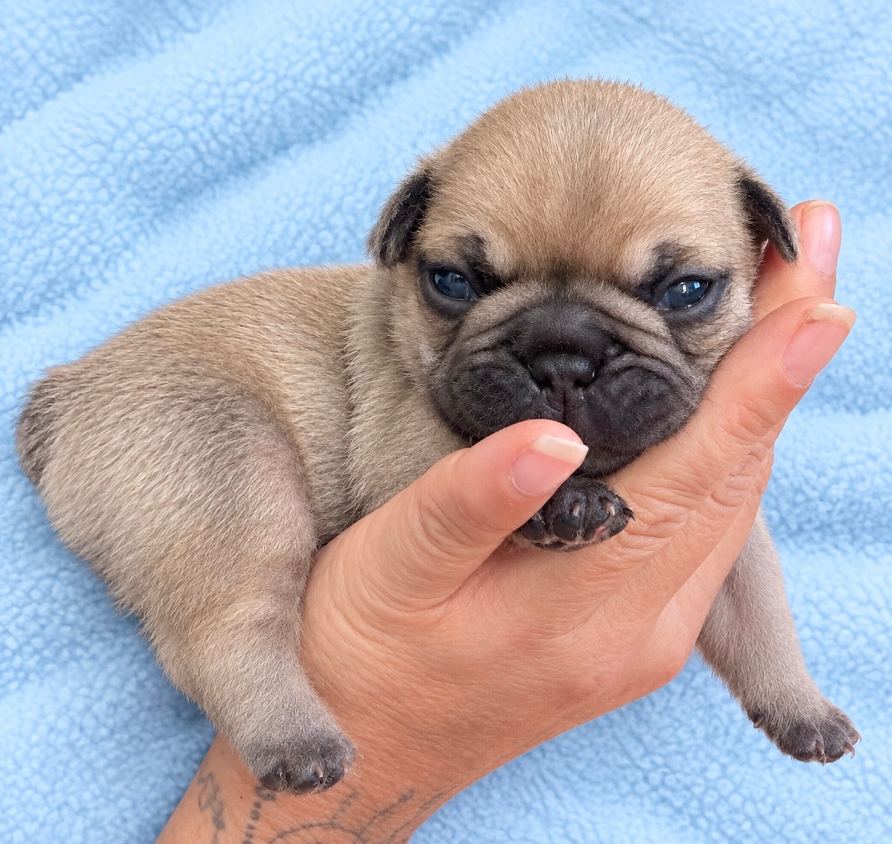 Domaine Des Boubous Des Terres Normandes - Chiots disponibles - Bouledogue français