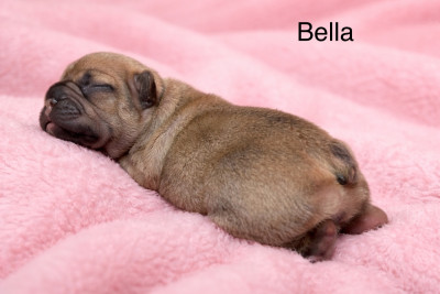 Bella
