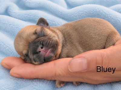 Bluey