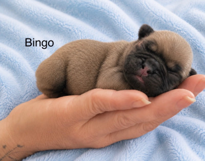Bingo